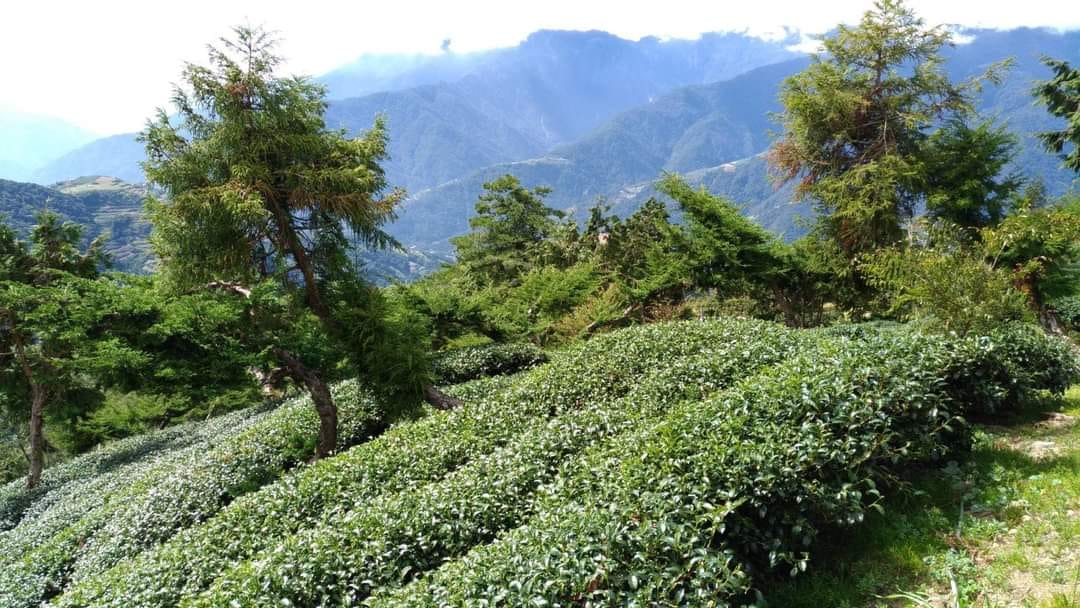 2024 Spring Huagang Tianchi High Mountain Oolong