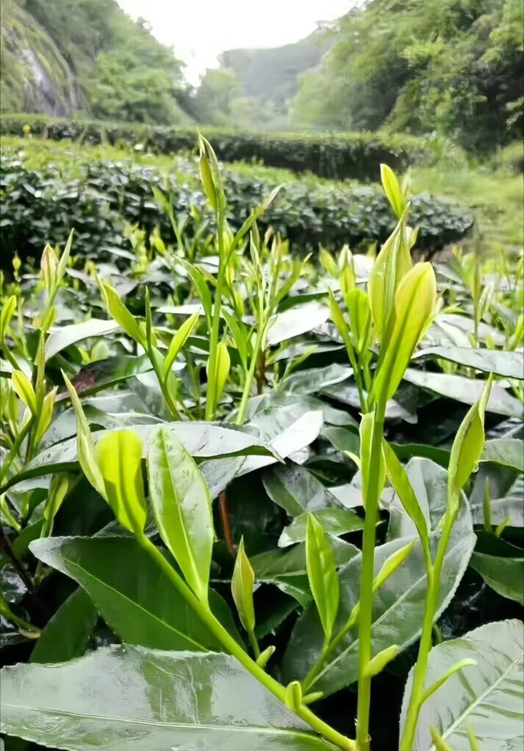 2023 Da Hong Pao - Ding Yun You Lan