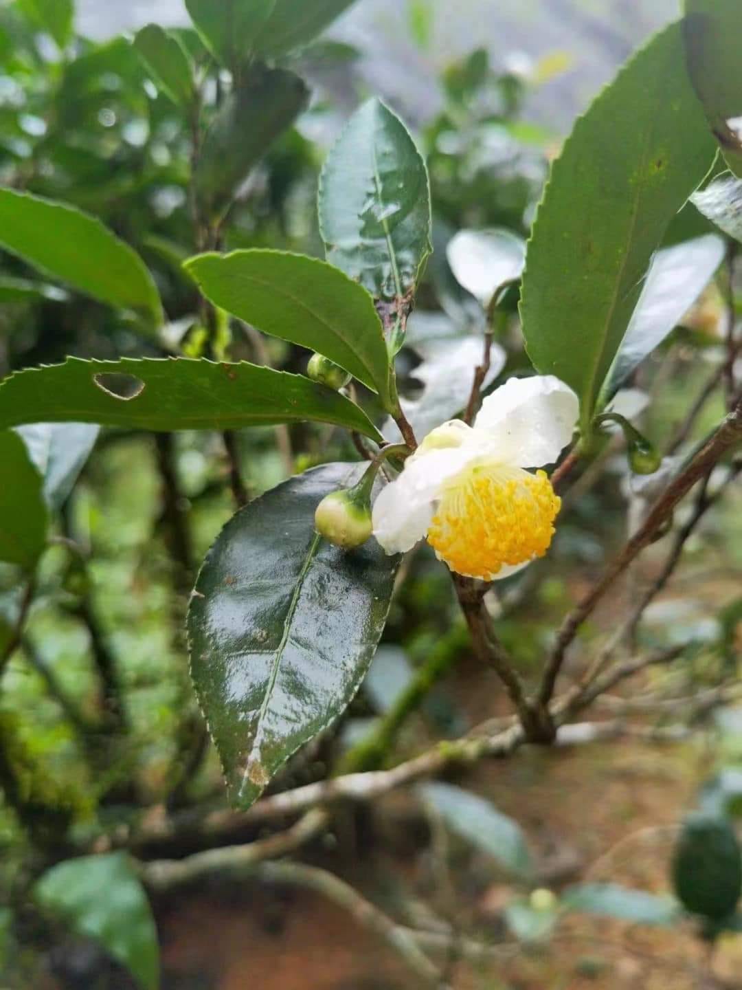 2023 Da Hong Pao - Ding Yun You Lan