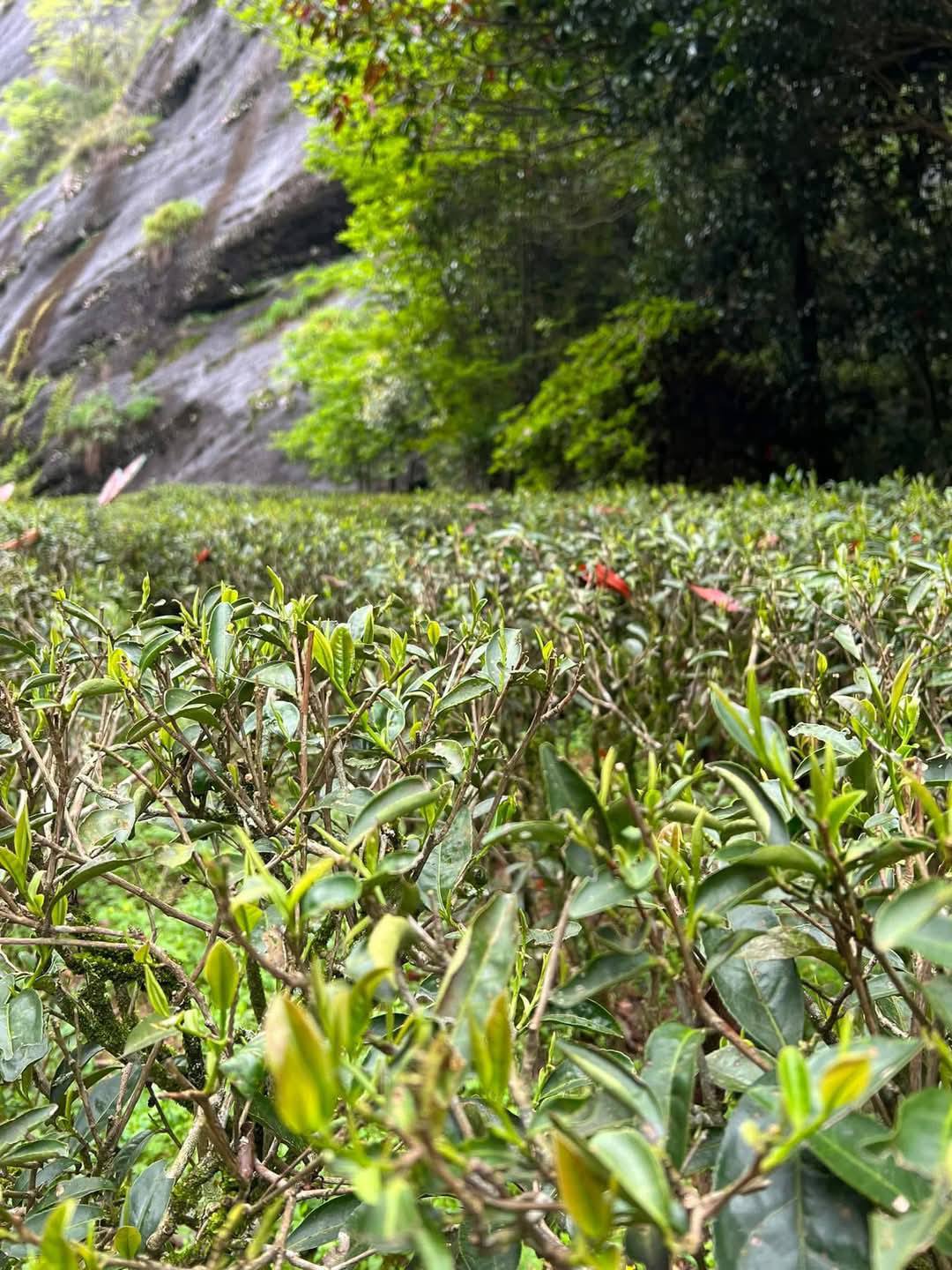 2023 Wuyi Zhengyan Old Bush Shuixian Oolong