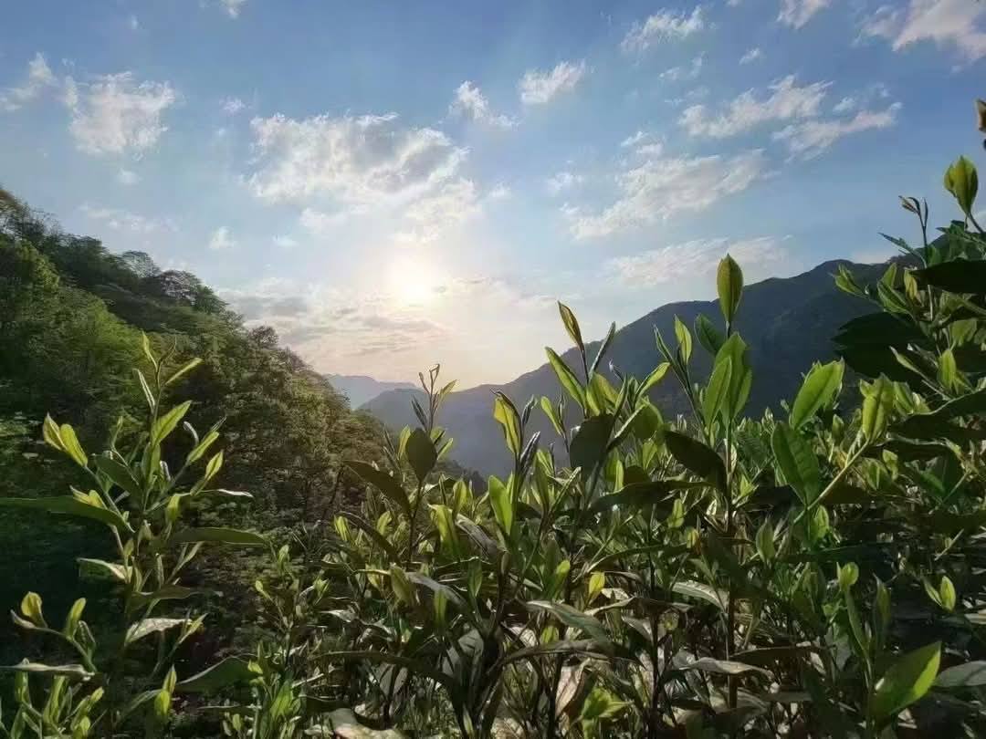 2025 Early Spring Huangshan Maofeng Green Tea