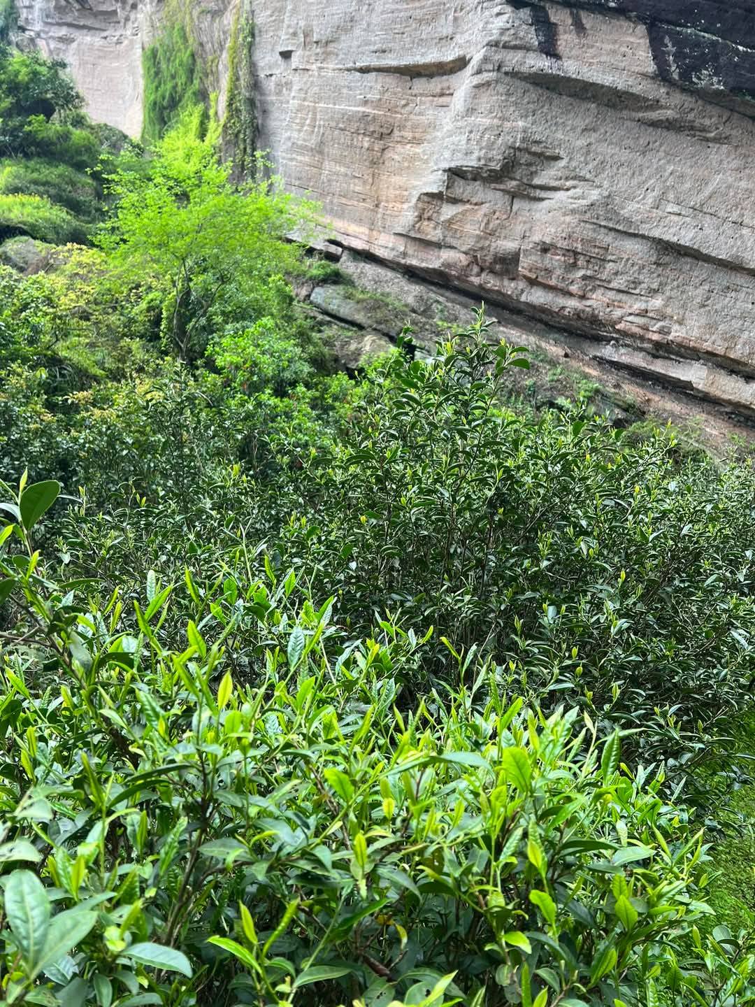 2025 Tie Luo Han Wuyi Oolong