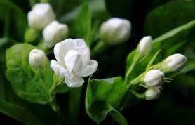 2025 Jasmine Dragon Pearl Flower Tea