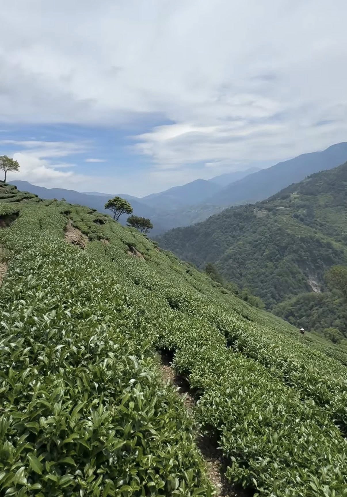 2025 Lishan Honey Fragrance Guifei Oolong Tea