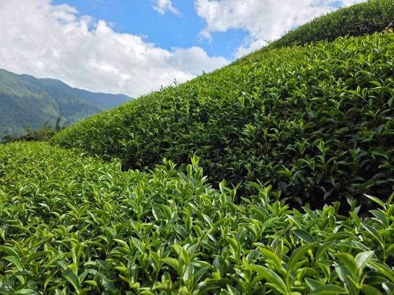 2026 Lishan Honey Fragrance Guifei Oolong Tea