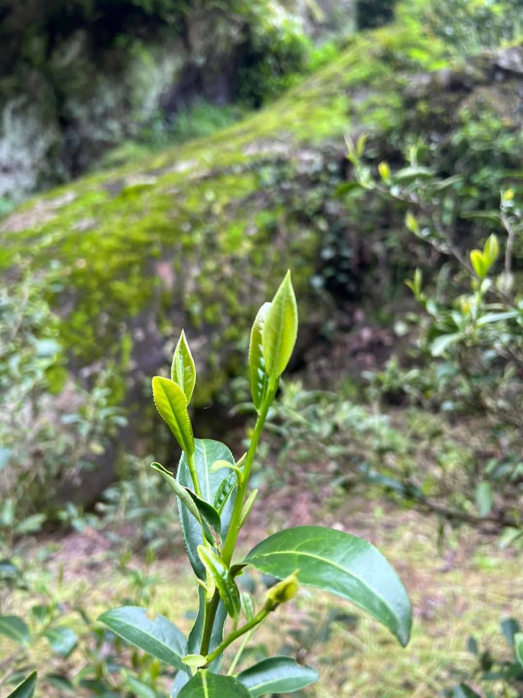 2023 Wuyi Zhengyan Old Bush Shuixian Oolong