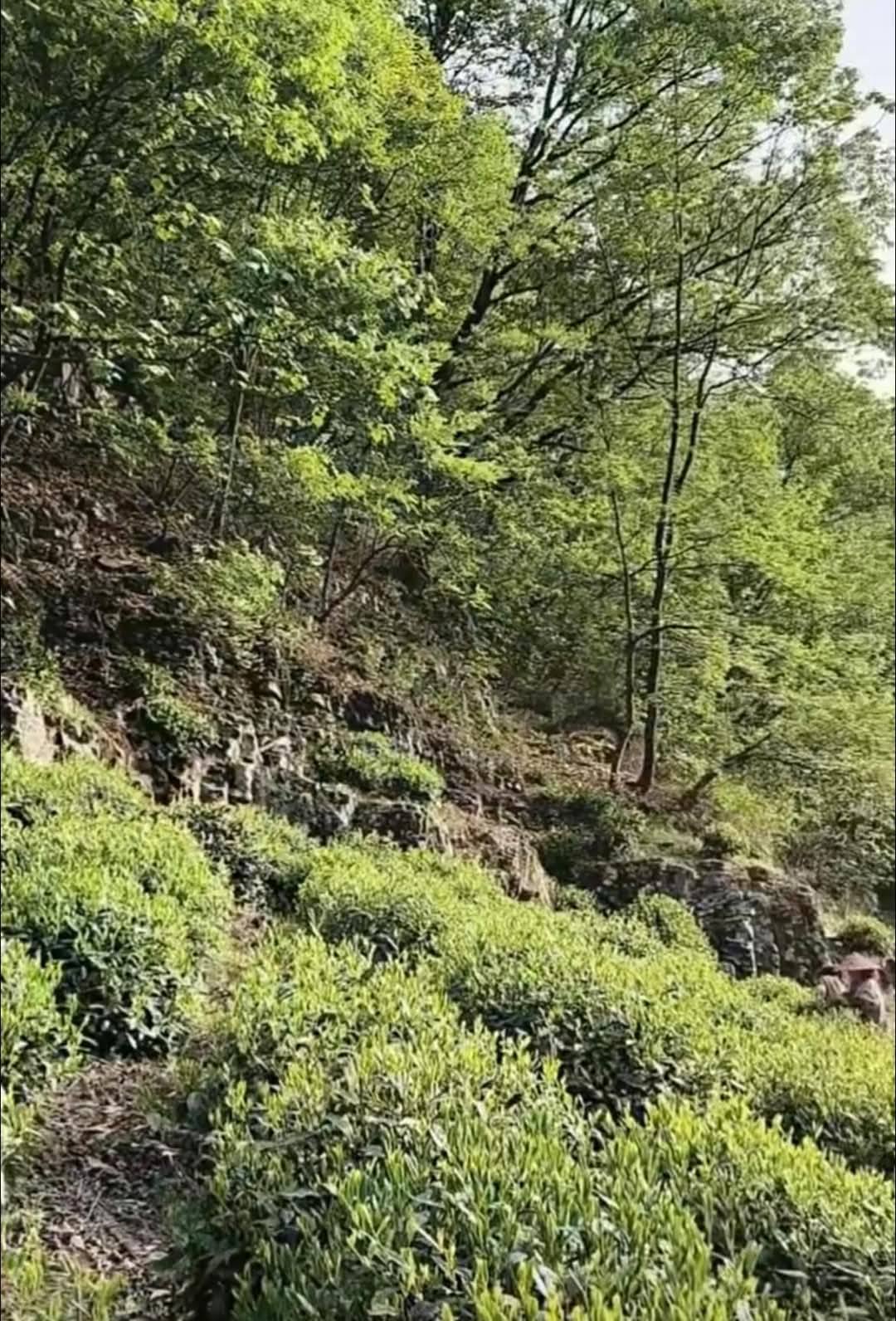 2025 Early Spring Huangshan Maofeng Green Tea