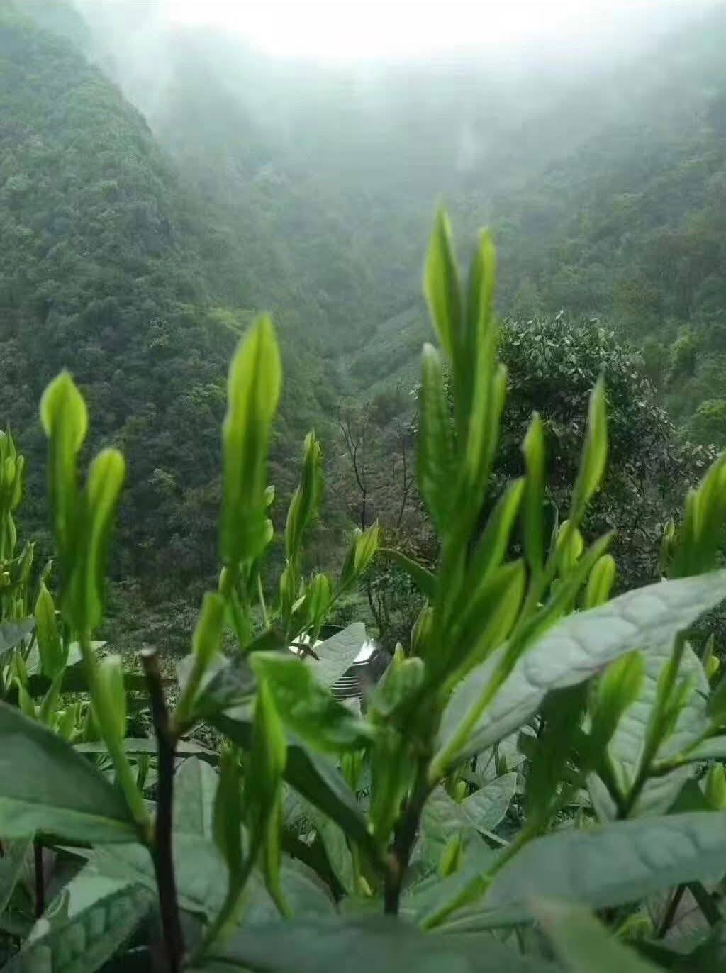 2025 Early Spring Huangshan Maofeng Green Tea