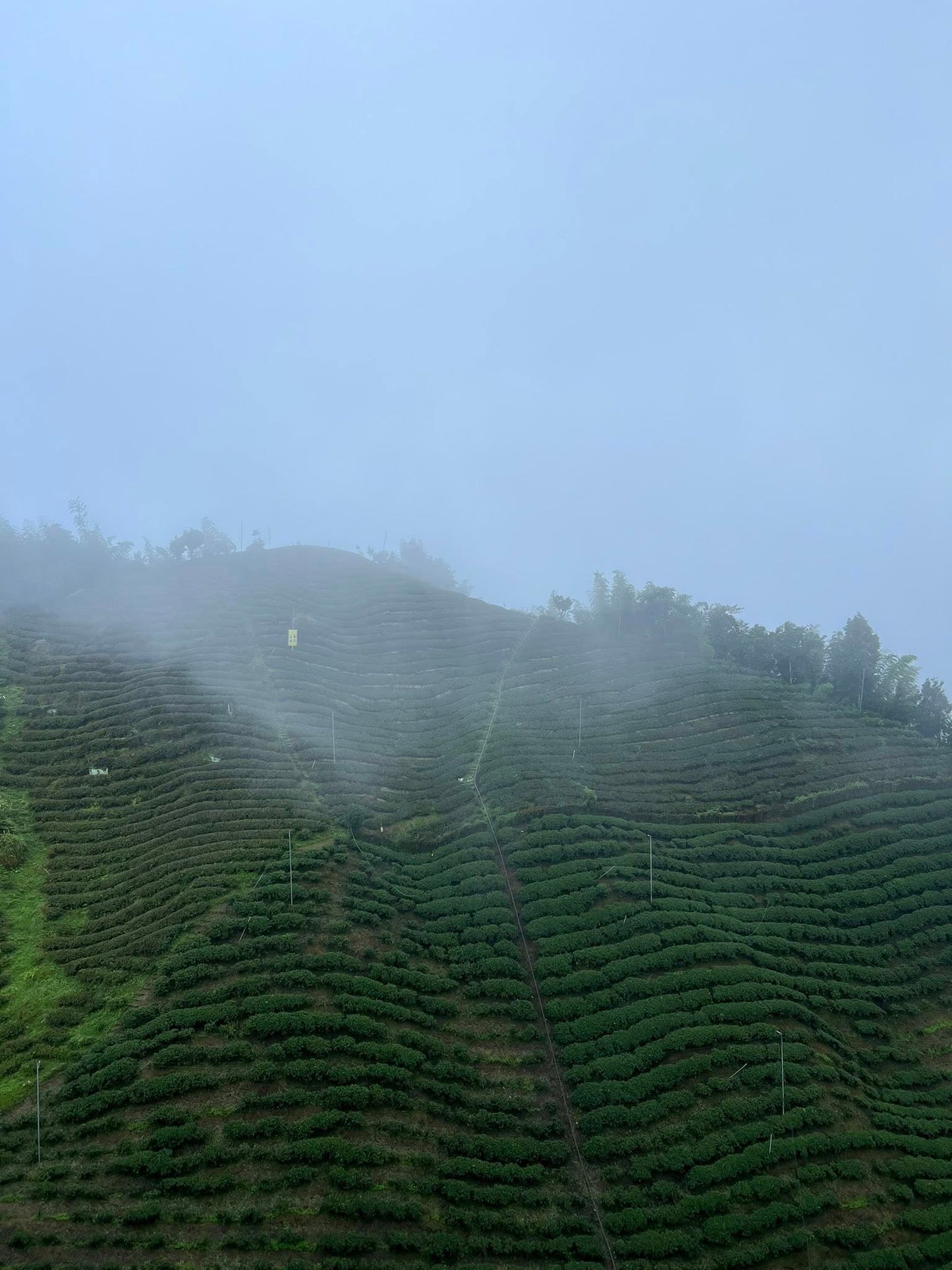 2025 Shanlinxi Honey Fragrance Guifei Oolong Tea