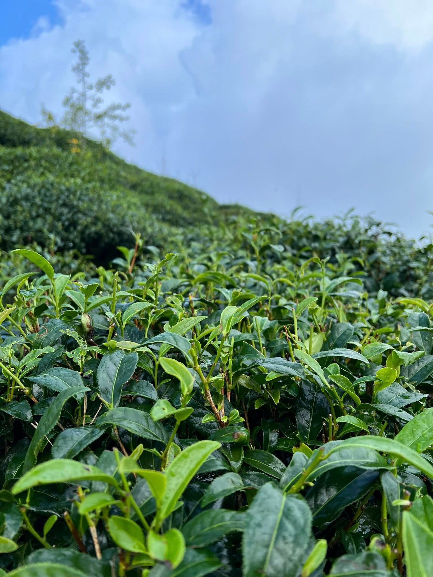 2025 Shanlinxi Honey Fragrance Guifei Oolong Tea