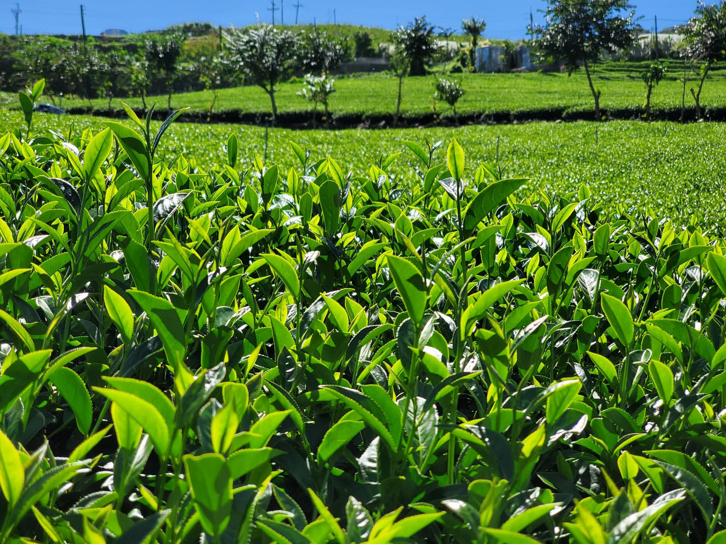 2026 Longevity Lishan Spring Oolong