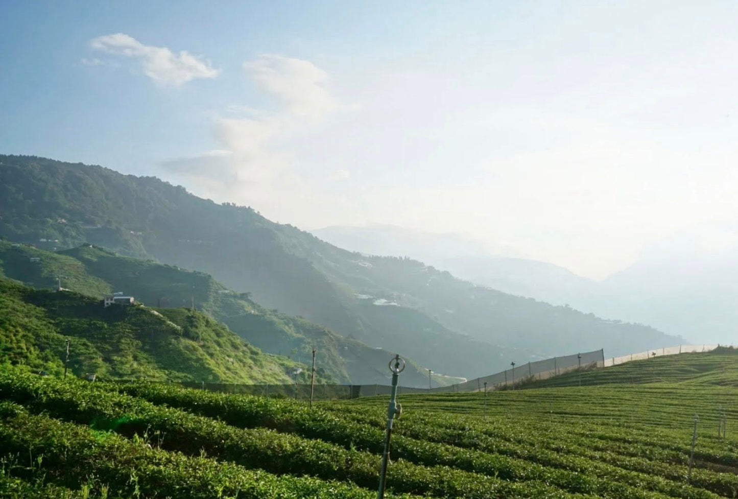 2026 Longevity Lishan Spring Oolong